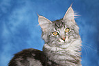 junge Maine Coon im Portrait