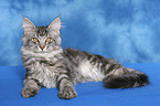 liegende junge Maine Coon