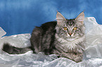 liegende junge Maine Coon