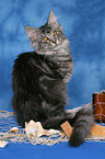 sitzende junge Maine Coon