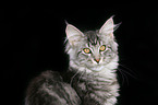 junge Maine Coon im Portrait