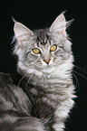 junge Maine Coon im Portrait