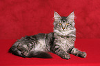 liegende junge Maine Coon