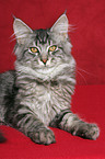 liegende junge Maine Coon