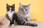 Maine Coon mit Ktzchen