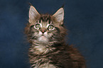 Maine Coon Ktzchen Portrait