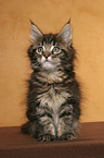 sitzendes Maine Coon Ktzchen