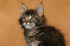 Maine Coon Ktzchen Portrait