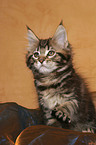 sitzendes Maine Coon Ktzchen