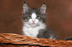 Maine Coon Ktzchen im Korb