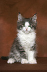 sitzendes Maine Coon Ktzchen