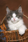 Maine Coon Ktzchen im Korb