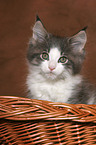 Maine Coon Ktzchen im Korb