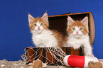 2 Maine Coon Ktzchen in Truhe