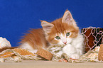 ses liegendes Maine Coon Ktzchen