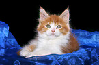 liegendes Maine Coon Ktzchen