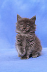 Maine Coon Ktzchen