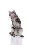 spielendes Maine Coon Ktzchen