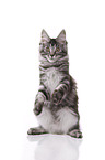 spielendes Maine Coon Ktzchen