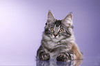 liegendes Maine Coon Ktzchen