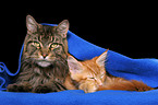 Maine Coon Kater mit Ktzchen