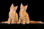 2 sitzende rote Maine Coon Ktzchen