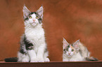 2 Maine Coon Ktzchen