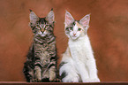 2 sitzende Maine Coon Ktzchen