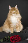 sitzende Maine Coon