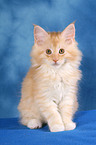 Maine Coon Ktzchen