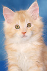 Maine Coon Ktzchen