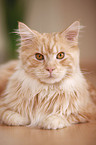 liegende Maine Coon