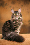 sitzende Maine Coon