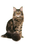 sitzende Maine Coon