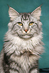 Maine Coon Kater Portrait