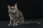 sitzendes Maine Coon Ktzchen