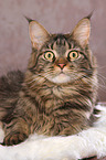 liegende Maine Coon