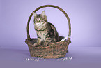 sitzende Maine Coon