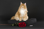 sitzende Maine Coon