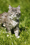 Maine Coon Ktzchen