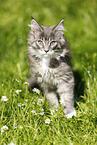 Maine Coon Ktzchen