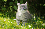 Maine Coon Ktzchen