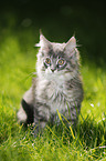 Maine Coon Ktzchen