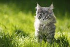 Maine Coon Ktzchen