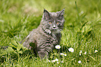 Maine Coon Ktzchen