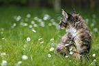 Maine Coon Ktzchen