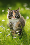 Maine Coon Ktzchen