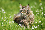 black-torbie-mackerel Maine Coon