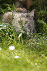 blue-torbie Maine Coon