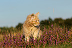 junge Maine Coon